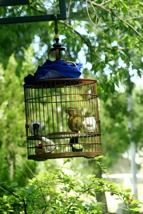 笼中之鸟画眉