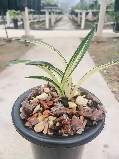 墨兰黄金达摩中透,叶片呈金黄色