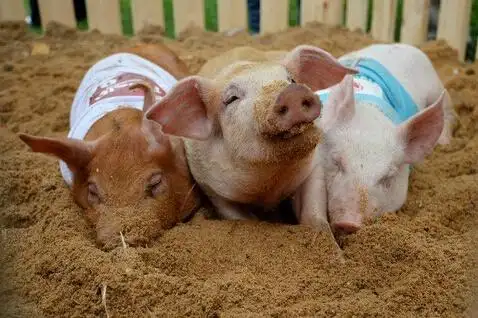 俄罗斯举行小猪赛跑萌逗比欢乐无穷