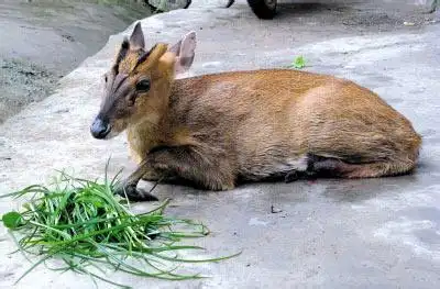 野生麂子什么样 ?属于国家几级保护动物 ?北京野生动物园有吗?