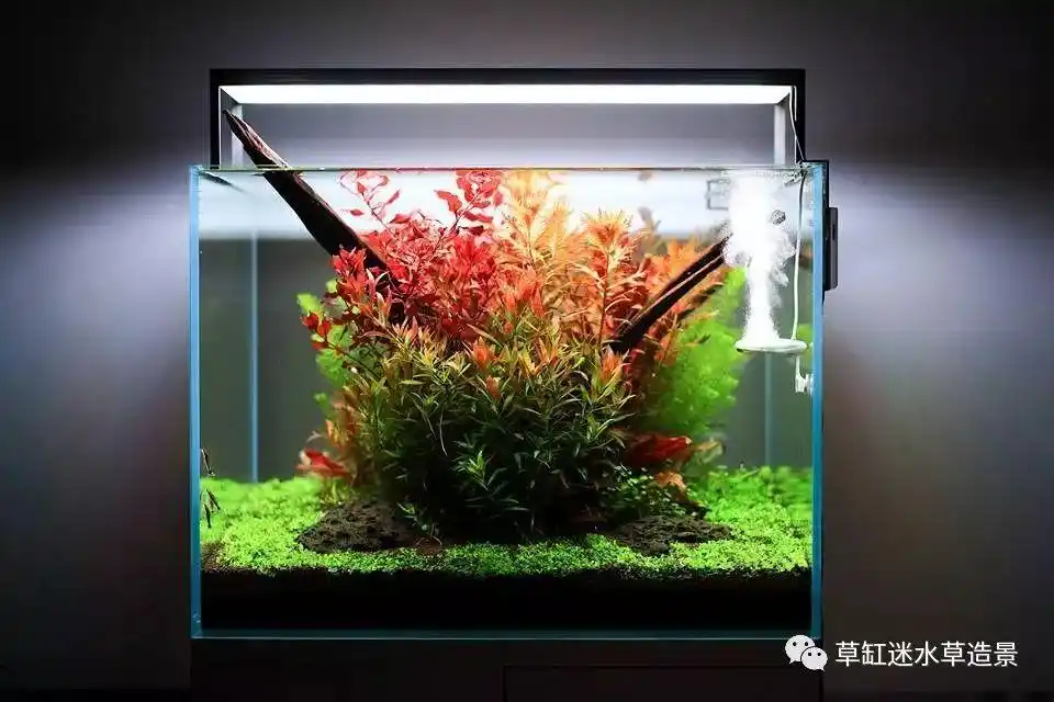 强势欣赏一些60cm草缸