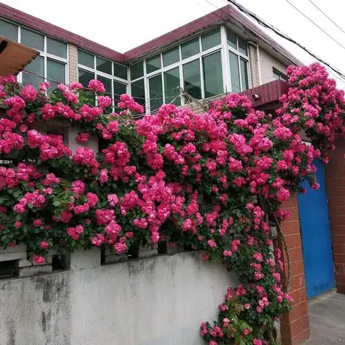 爬藤月季花苗龙宝石安吉拉夏洛特夫人瑞典女王爬墙花卉