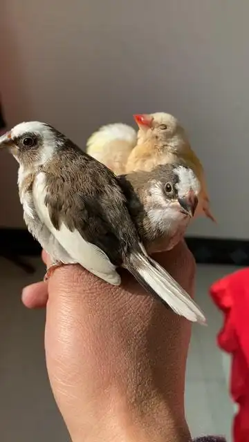 发现更多有趣 十姐妹鸟