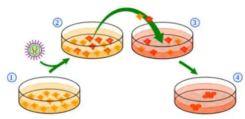 全球首台自动化干细胞诱导培养设备诞生!