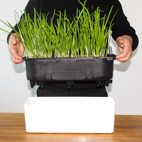 懒人自动吸水无土栽培水培韭菜红葱种菜盆蔬菜花卉花盆