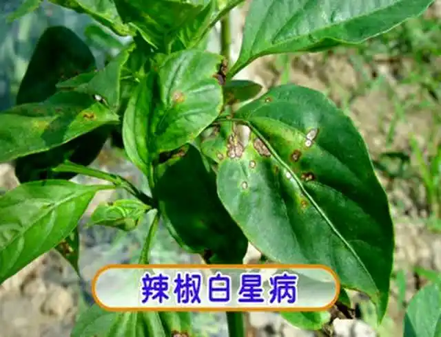 辣椒白星病识别,诊断与防治