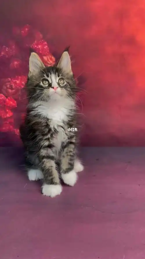 缅因猫弟弟找新家棕虎斑加白两个月