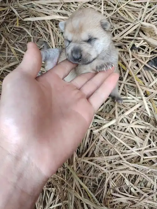 刚出生不久的小土狗