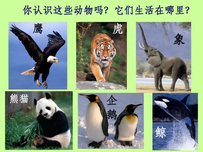 不同环境中的动物