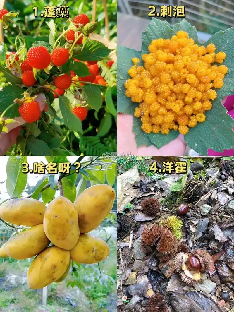 小时候吃的野果子,都叫不来名,有知道的嘛#农村野果  - 抖音