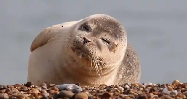 英国摄影师抓拍海豹大笑萌照