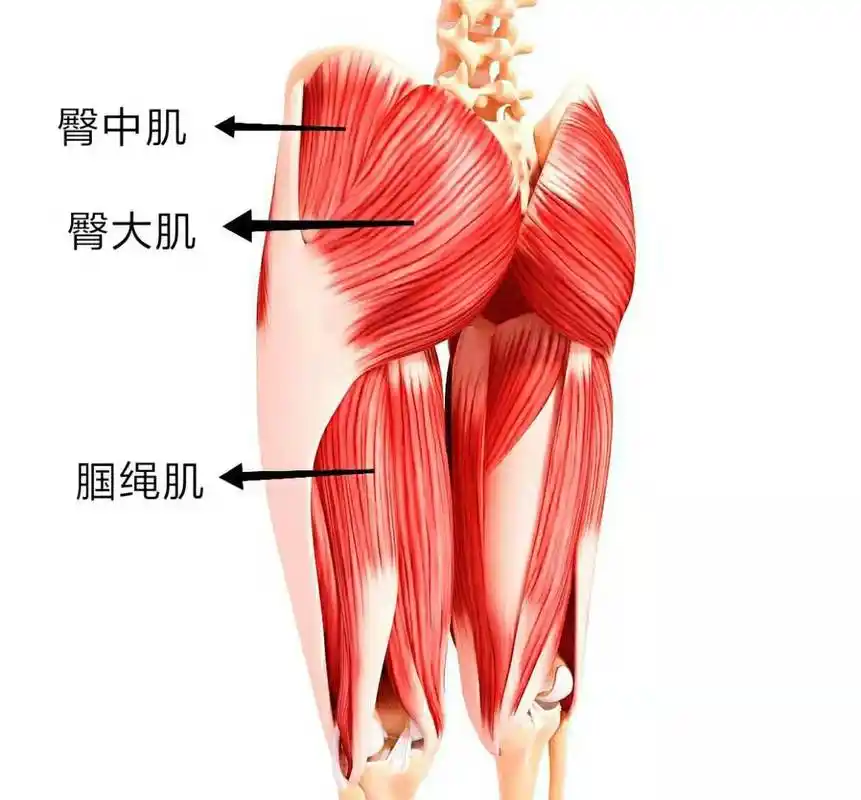 臀部不翘不饱满?你不但要练臀,还要练腘绳肌