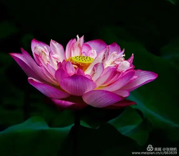 荷花绽放,罕见两对并蒂莲,沁人心扉的美丽