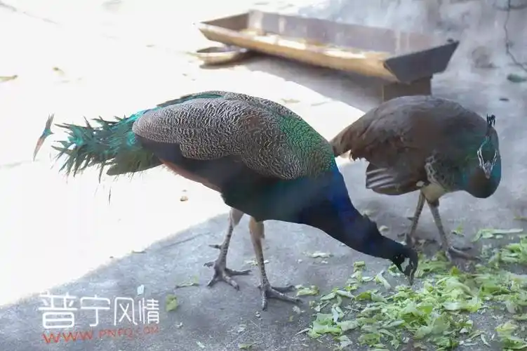 国庆去哪玩来普宁象鼻山动物园要你好看