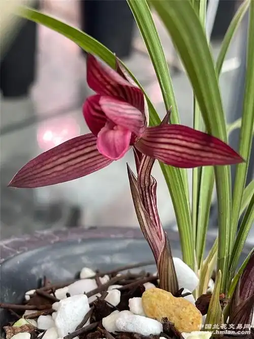 中东红素自己喜欢的就是最好的