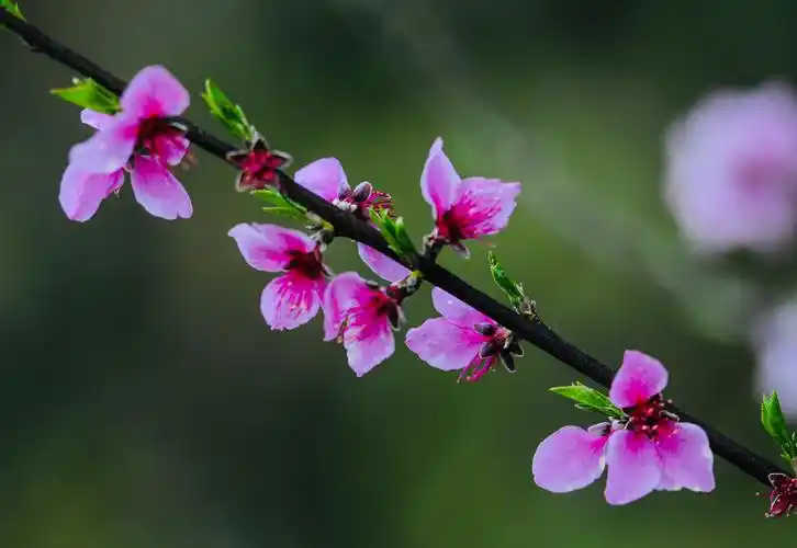 桃花依旧笑春风一一20年春摄于杨坪桃园