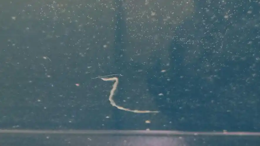 鱼还不错但线状屎咋回事儿