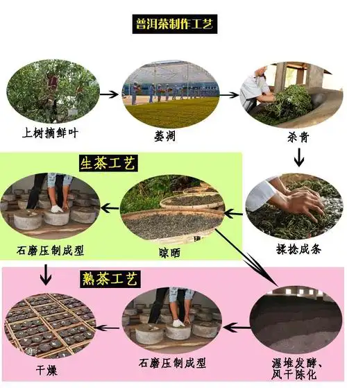 普洱茶制作工艺
