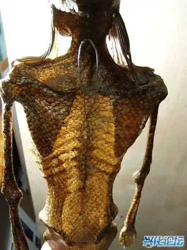 ebay惊现美人鱼骷髅出售