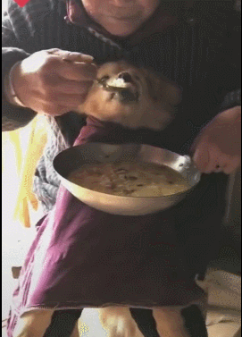 奶奶用勺子喂狗吃饭,把饭犯杌,不用勺子喂不吃饭!