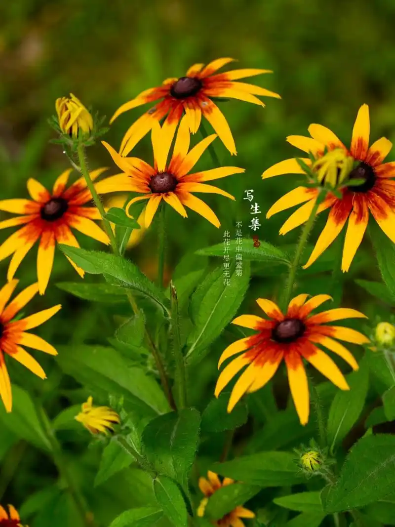 黑心金光菊 不是花中偏爱菊, 此花开尽更无花.