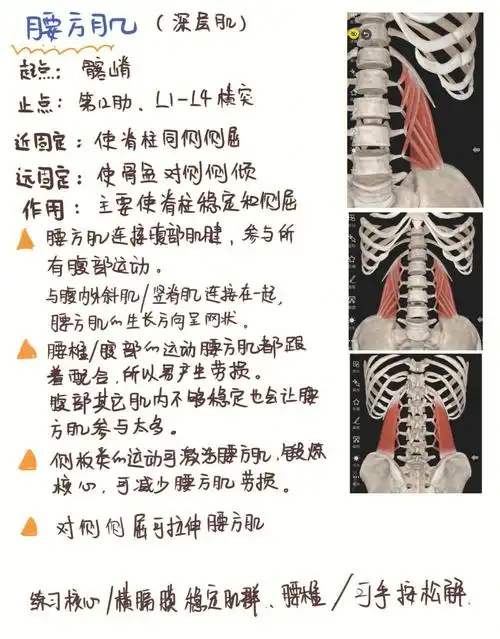 每日一肌学习79腰方肌70