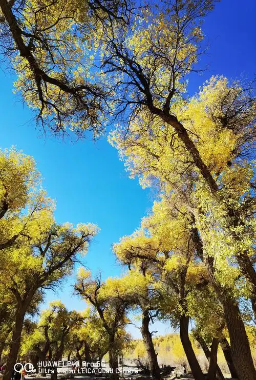 唯美胡杨林(2020.10)