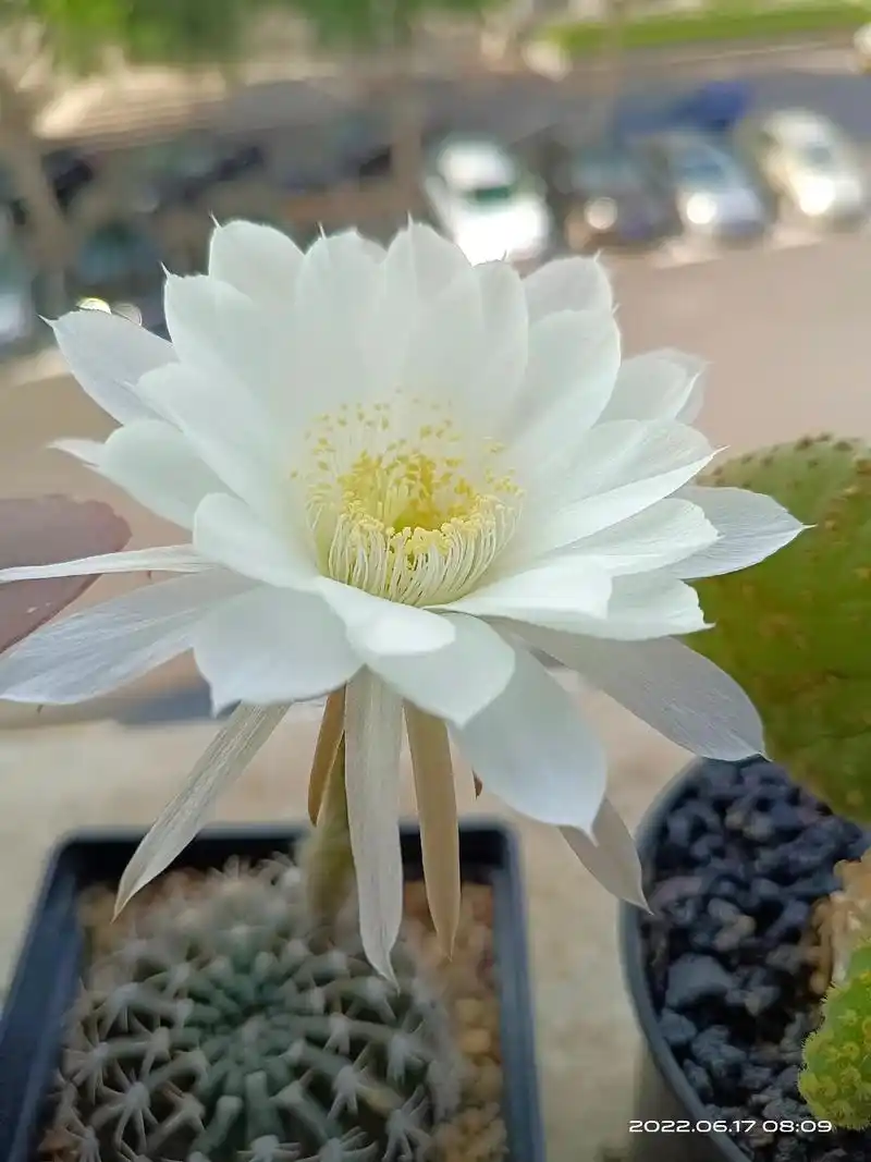 毛花柱的花真是仙气飘飘啊!#仙人球开花 #记录多肉生活 #爱 - 抖音