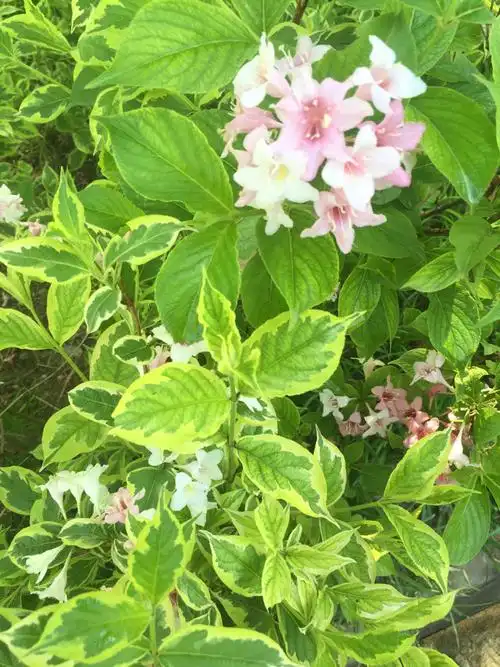 公园里面看到的.