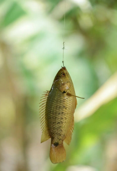 攀鲈- 搜狗百科