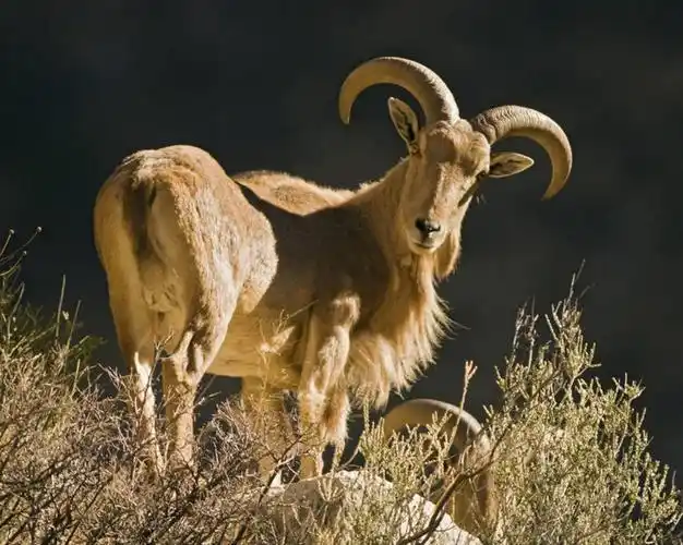 羊,美国,科学,自然,动物,可爱,摄影,活泼,生物学,国家公园,公羊,觅食