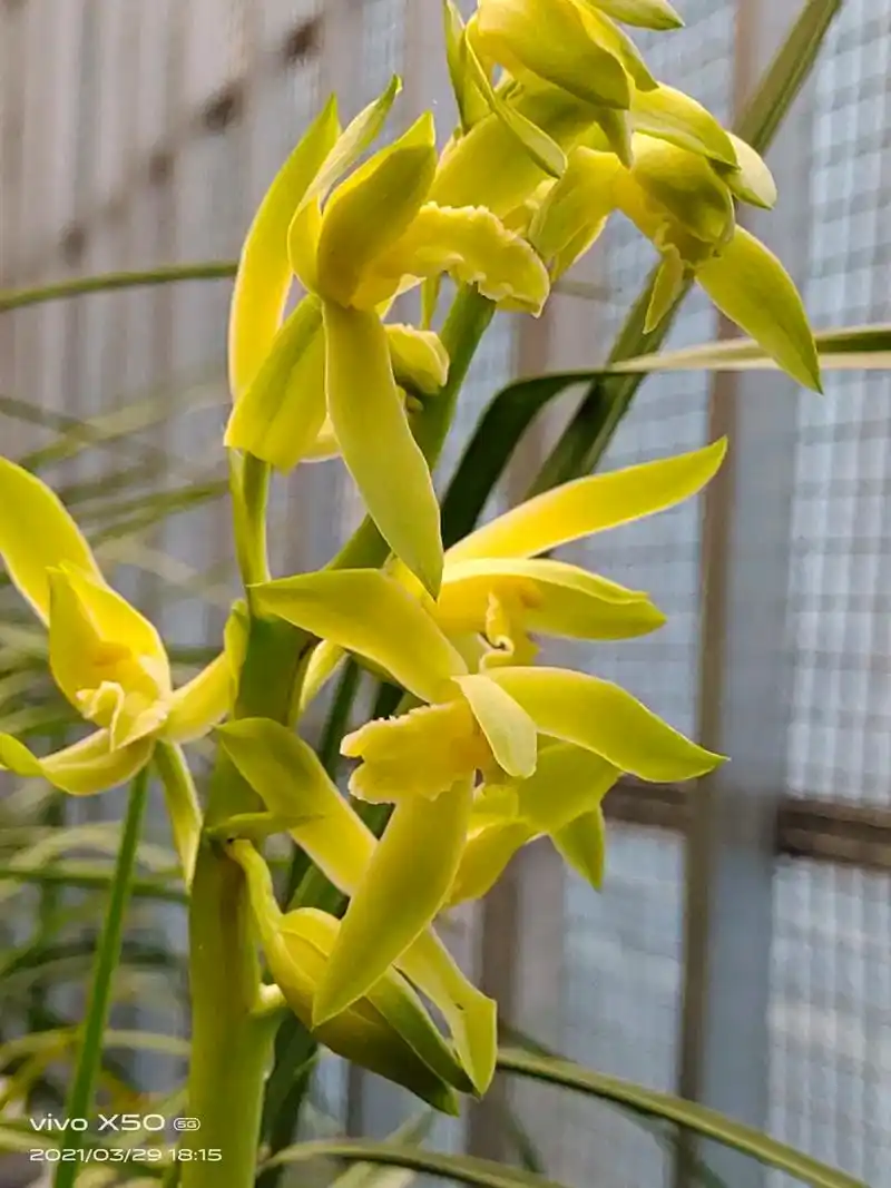 兰花是一种珍贵,神奇的草本植物,她生长在深山野林,"长 - 抖音