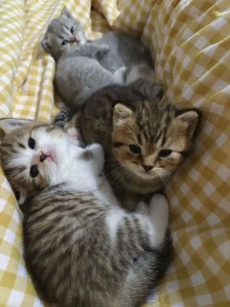 蓝白母和银渐层公配出来的一窝 我就想知道这些都叫啥花色 蓝白母77