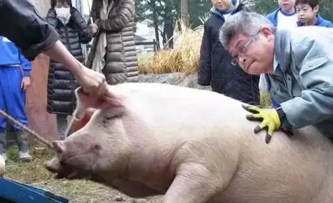 日本震撼教育让孩子吃掉自己养大的猪感受生命的意义