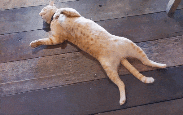 主人回家发现猫咪躺地一动不动,瞬间泪崩