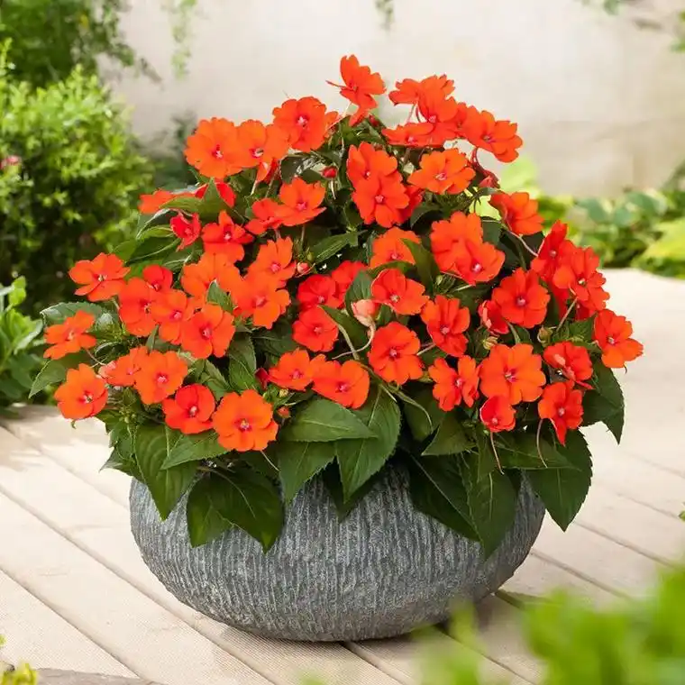 植物妹子又来啦!凤仙花盆栽真的太美了,四季开花,花期长,还能 - 抖音