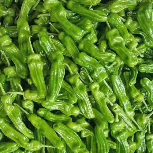 带箱6斤包邮苏北薄皮青椒新鲜青辣椒微辣青椒应季时令蔬菜批发