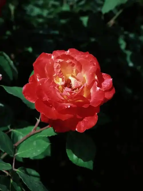 爱了,鸟语花香的天大!