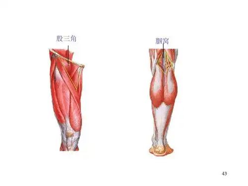 系统解剖 股三角 腘窝