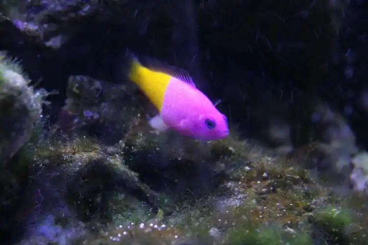 双色草莓产卵了 - 海水观赏鱼 - cmf海友论坛 - powered by discuz!