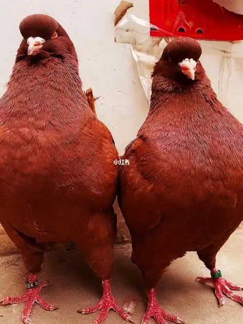 大头大体的巨型鸽子