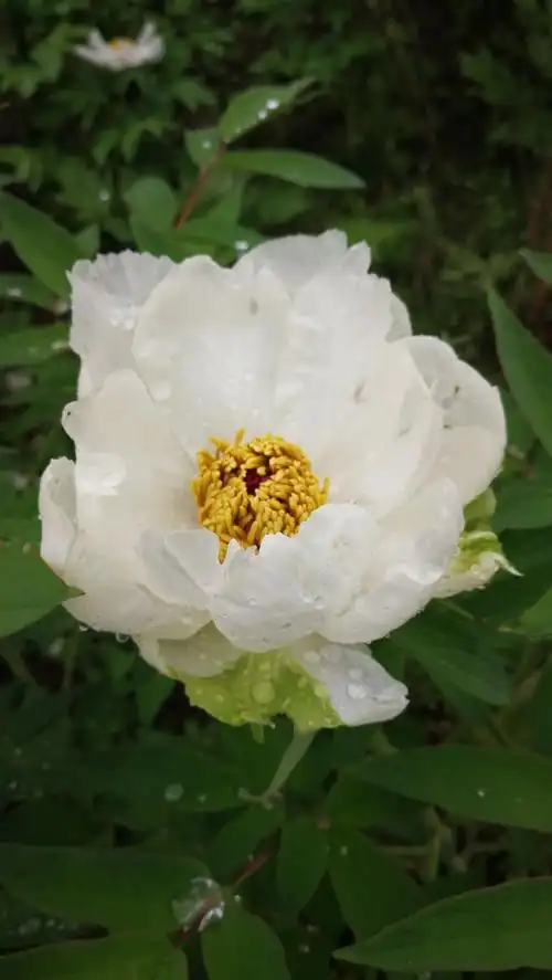 雨润丹皮(芍药科)