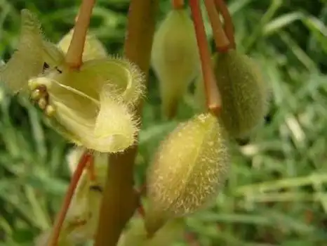 凤仙花果实,一碰就会崩裂