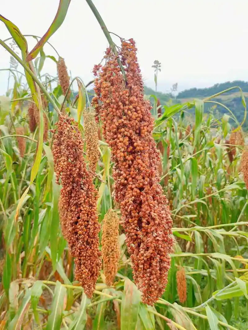 成熟的高粱.古蔺县融媒体中心供图