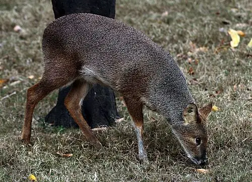 西郊动物园2020.12.