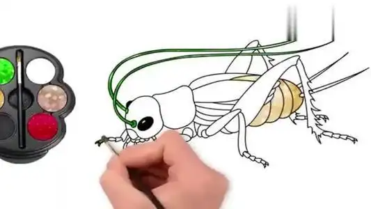 意大利蟋蟀的简笔画