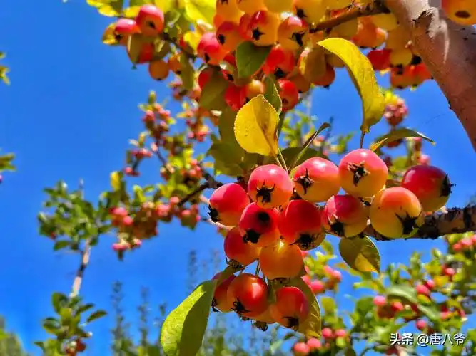 秋天到了果园里一片丰收在望的景象饱满的果实挂满枝头