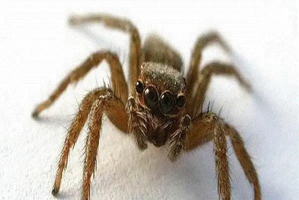 世界上最大的蜘蛛:亚马逊巨人食鸟蛛(最长可达30厘米)-第3张图片-创女
