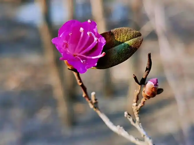 达子香花 盛开篇