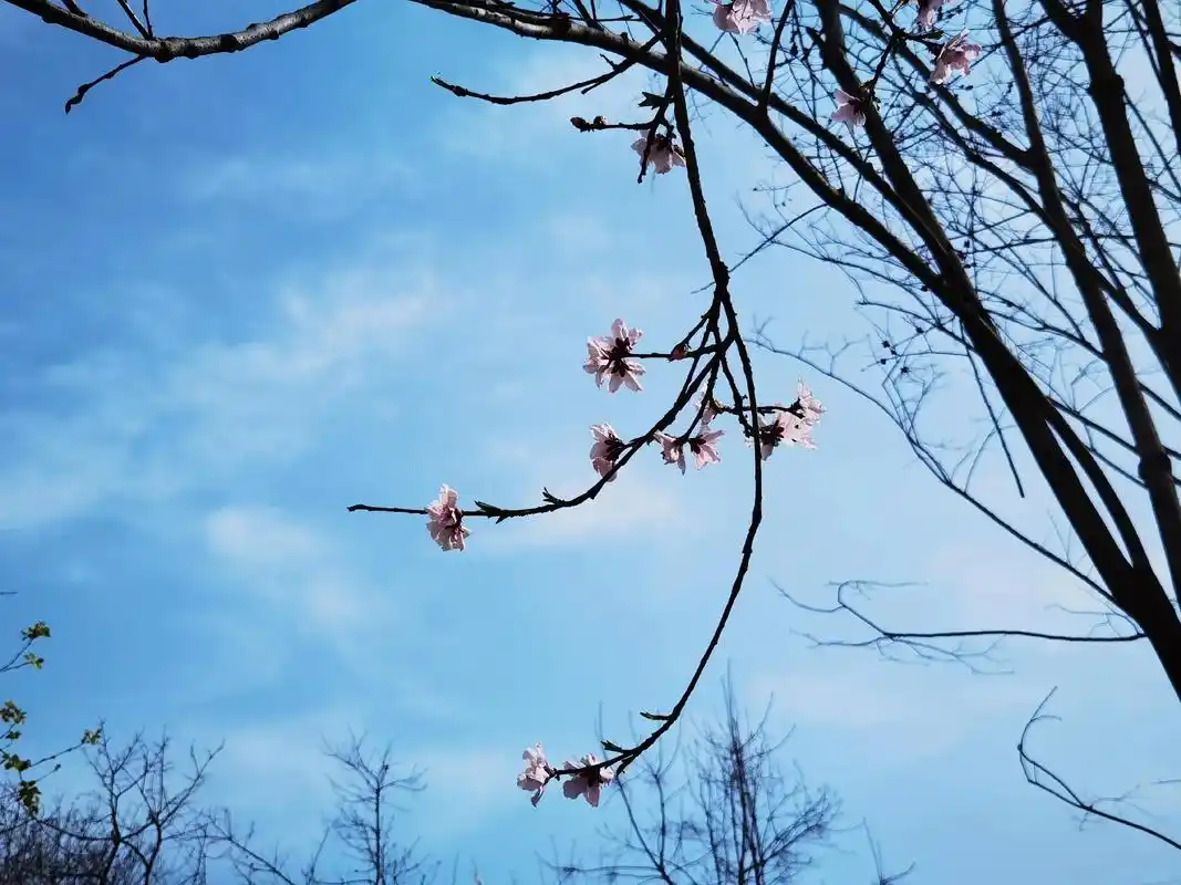 愿疫情早日消除 #防疫必胜 #唯美意境 - 抖音